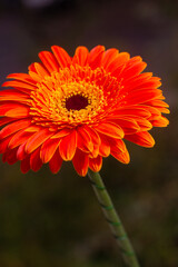 close-up of a beautiful Gerber Jameson flower in the garden