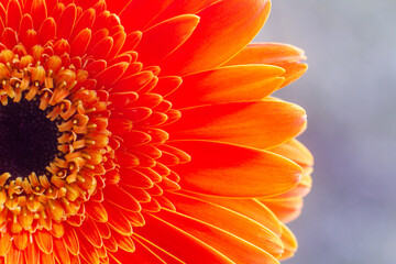 close-up of a beautiful Gerber Jameson flower in the garden
