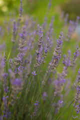 close up of beautiful purple lavender flowers in sunlight