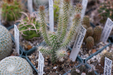 many different beautiful decorative cacti grow in the greenhouse
