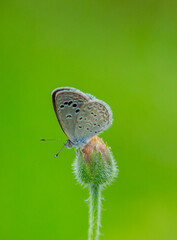 butterfly on a leaf