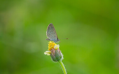 butterfly on a leaf