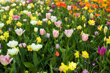 beautiful colorful tulip flowers are growing in the garden