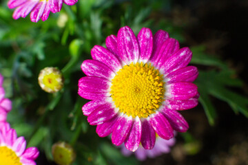 Fototapeta premium close-up of a beautiful Argyranthemum flower in the garden