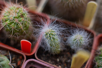 many different beautiful decorative cacti grow in the greenhouse