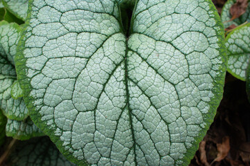 close-up of the texture of a Bruner plant leaf