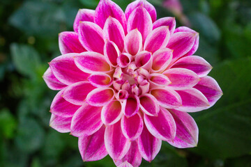 Fototapeta premium close up of a beautiful Dahlias flower in the garden