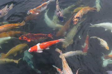 many beautiful colorful ornamental fish in the pond