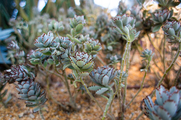 beautiful Kalanchoe tomentosa plant in a pot in a greenhouse
