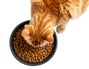  Domestic Orange Cat Actively Eating Kibble from Bowl, Top View, Mealtime Scene, Isolated
