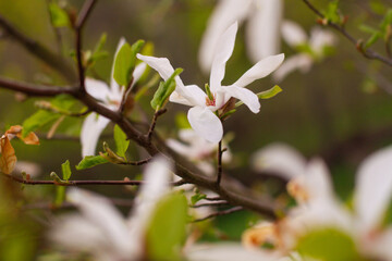 close up of beautiful pink magnolia flowers in the garden