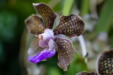 close up of beautiful Vanda flowers in the garden