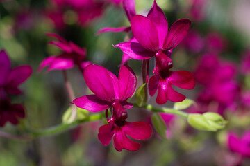 close up of beautiful orchid flowers in the garden