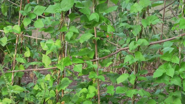 Runner bean plants climbing bamboo supports, home gardening, growth, and sustainability.
