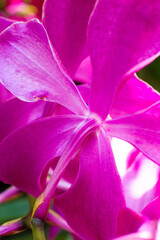 close up of beautiful Doritaenopsis flowers in the garden