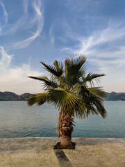 beautiful large tropical palm trees grow on the coast