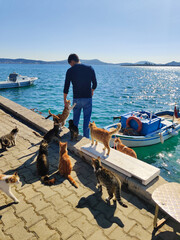 many beautiful adult cats begging for food on the pier by the sea