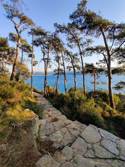 beautiful landscape of the sea and big trees