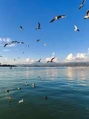 many seagulls and ducks fly over the sea, catching fish