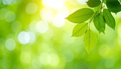 Naklejka premium Fresh green leaves bathed in sunlight