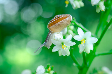 Monacoides vicinus on white flower is an air-breathing, terrestrial snail, a lung-bearing snail in the family Hygromiidae.