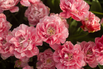 beautiful colorful tulip flowers are growing in the garden