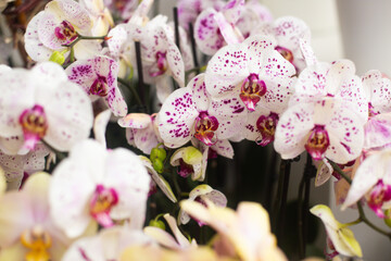 close up of beautiful Doritaenopsis flowers in the garden