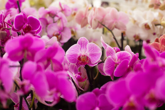 close up of beautiful Doritaenopsis flowers in the garden