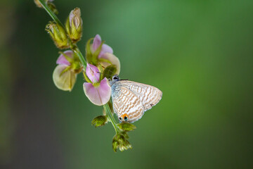 butterfly on a flower