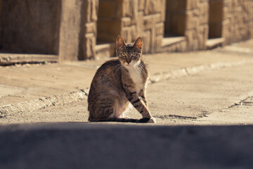 Stray Cat Sitting on Sunlit Urban Sidewalk