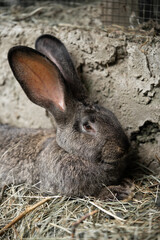 a beautiful grey domestic rabbit is grazing and walking in the enclosure outdoors