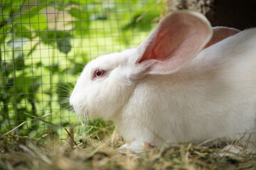 a beautiful white domestic rabbit is grazing and walking in the enclosure outdoors