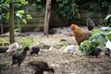 a beautiful adult hen walks with her chicks