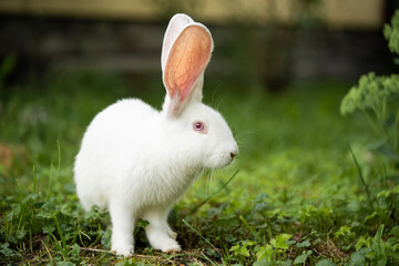 a beautiful white domestic rabbit is grazing and walking outdoors