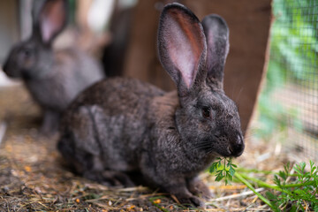 a beautiful grey domestic rabbit is grazing and walking in the enclosure outdoors