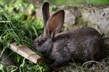 a beautiful grey domestic rabbit is grazing and walking in the enclosure outdoors