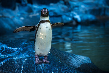 Humboldt penguin flapping its wings