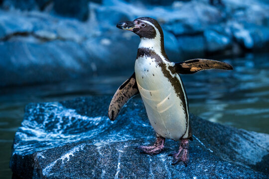 Humboldt penguin flapping its wings