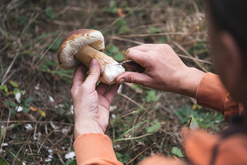 A mushroom picker cleans a beautiful edible mushroom found in the forest with a knife in his hands