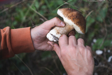 A mushroom picker cleans a beautiful edible mushroom found in the forest with a knife in his hands