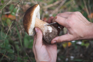 A mushroom picker cleans a beautiful edible mushroom found in the forest with a knife in his hands