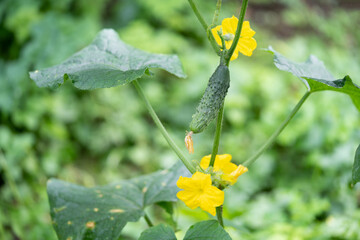 fresh green cucumbers grow in a greenhouse