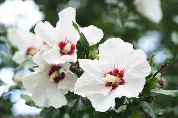 beautiful white Hibiscus flowers on a bush