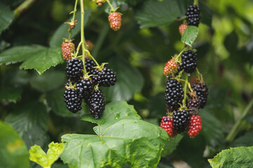 delicious and juicy blackberry fruits on a bush in the garden