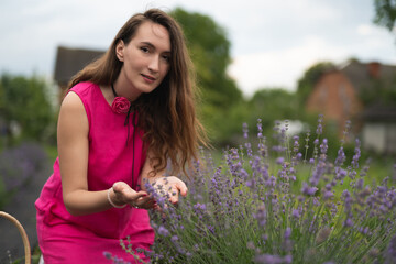 a beautiful girl in a pink dress collects lavender flowers in a basket in the garden