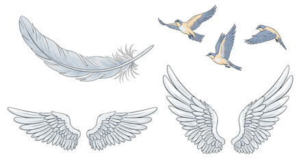 Obraz premium Illustration of a feather, two sets of wings, and three birds in flight against a white background