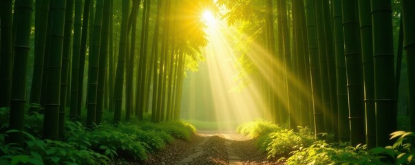 Golden sunlight streams through dense bamboo forest, shadow, environment