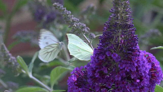 Brimstone butterfly (Gonepteryx rhamni) female feeding on Buddleia or Butterfly Bush being circled by a Green-Veined White (Pieris napi). July, Kent, UK [Slow motion x5]