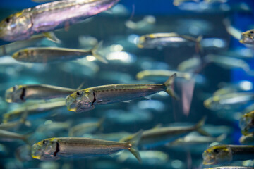 群れ泳ぐ魚たち