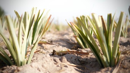 Pineapple plantation in the countryside of Thailand, South East Asia